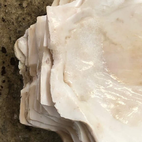 Natural Scallop Clam Shell Appetizer Plates (Luau, Seafood Party ) - Set Of 20 - Picture 13 of 17